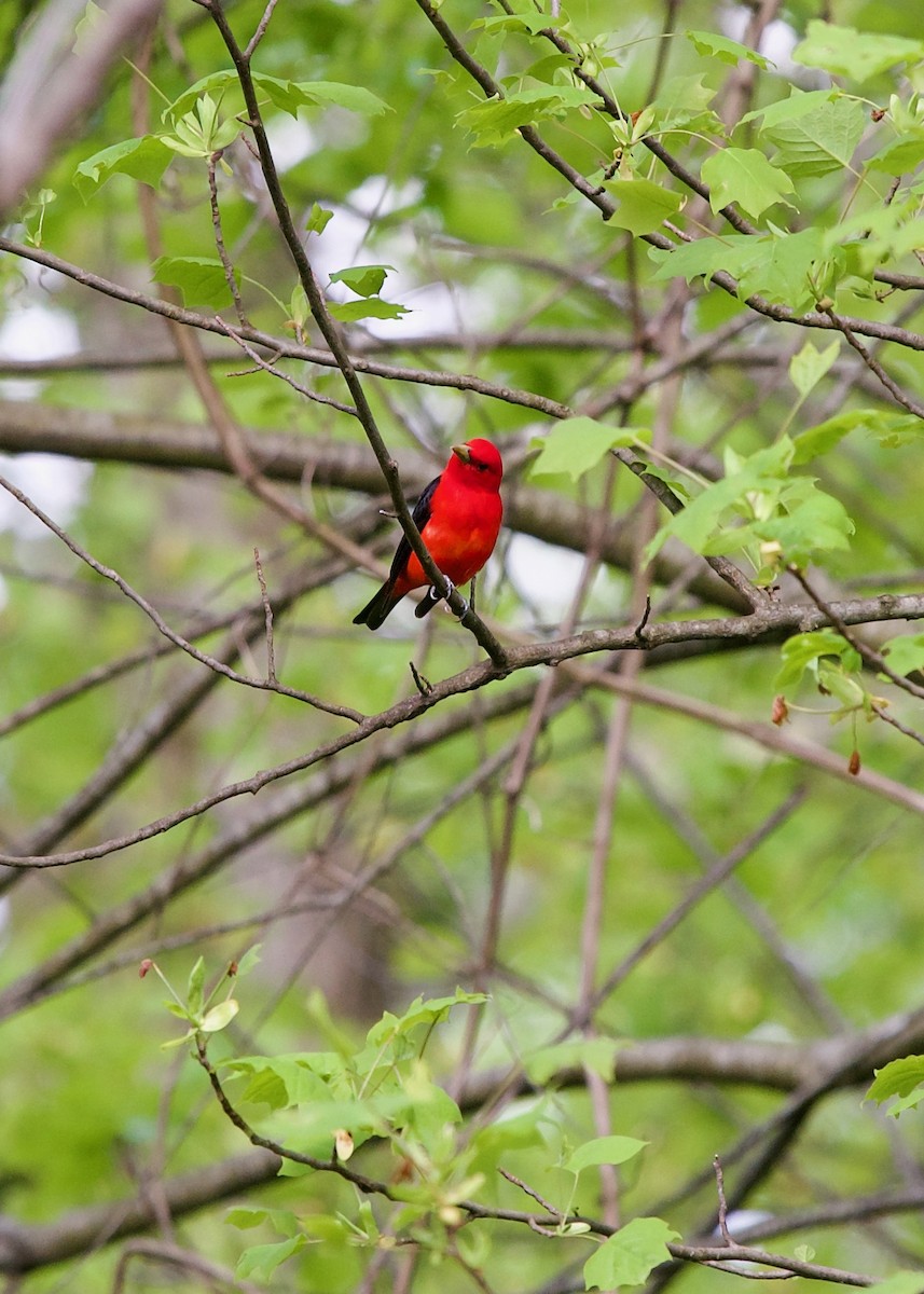 Scarlet Tanager - Jon Cefus