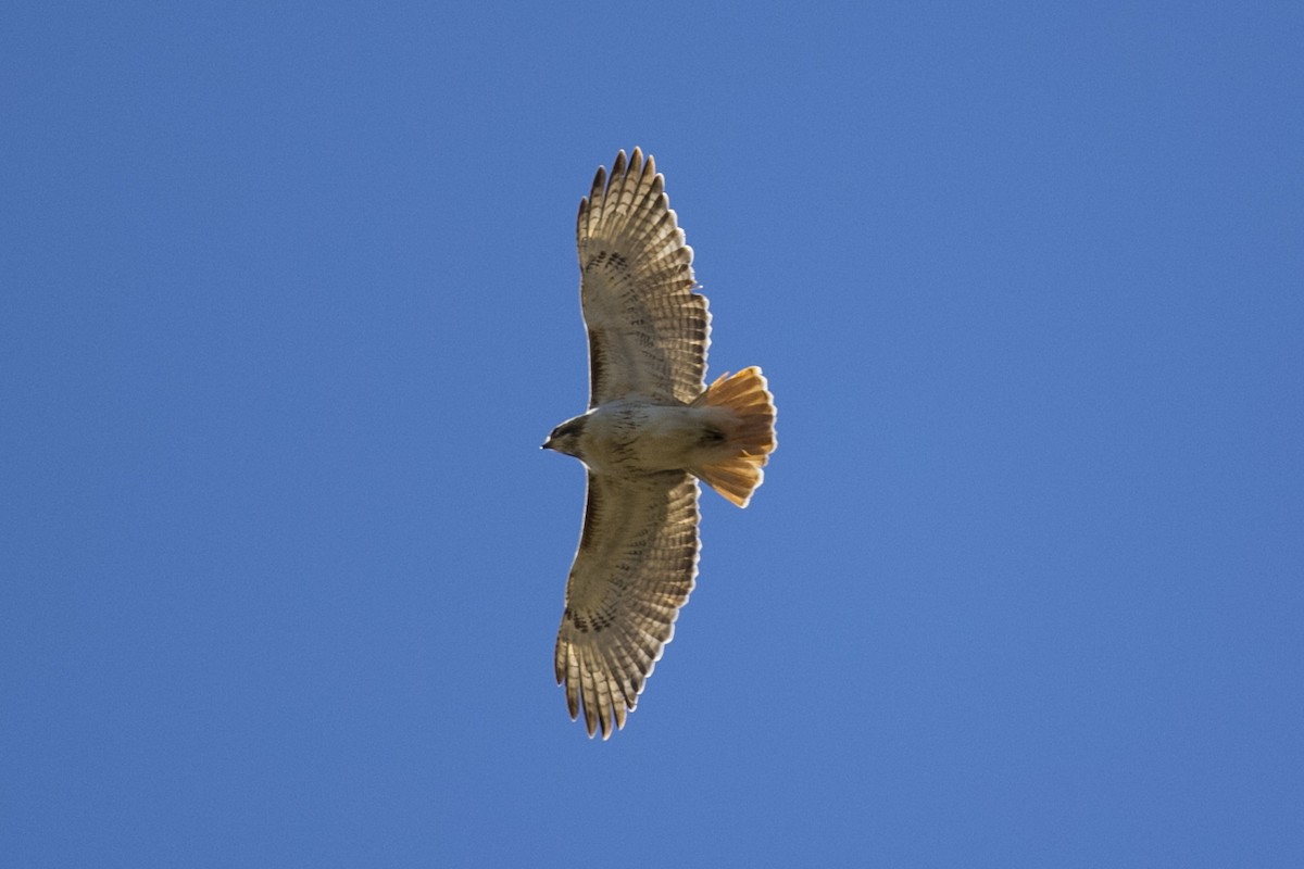 Red-tailed Hawk - ML59338161