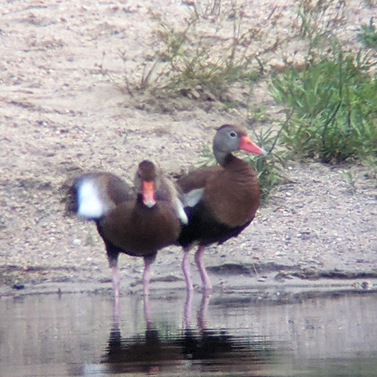 Black-bellied Whistling-Duck - ML593381741