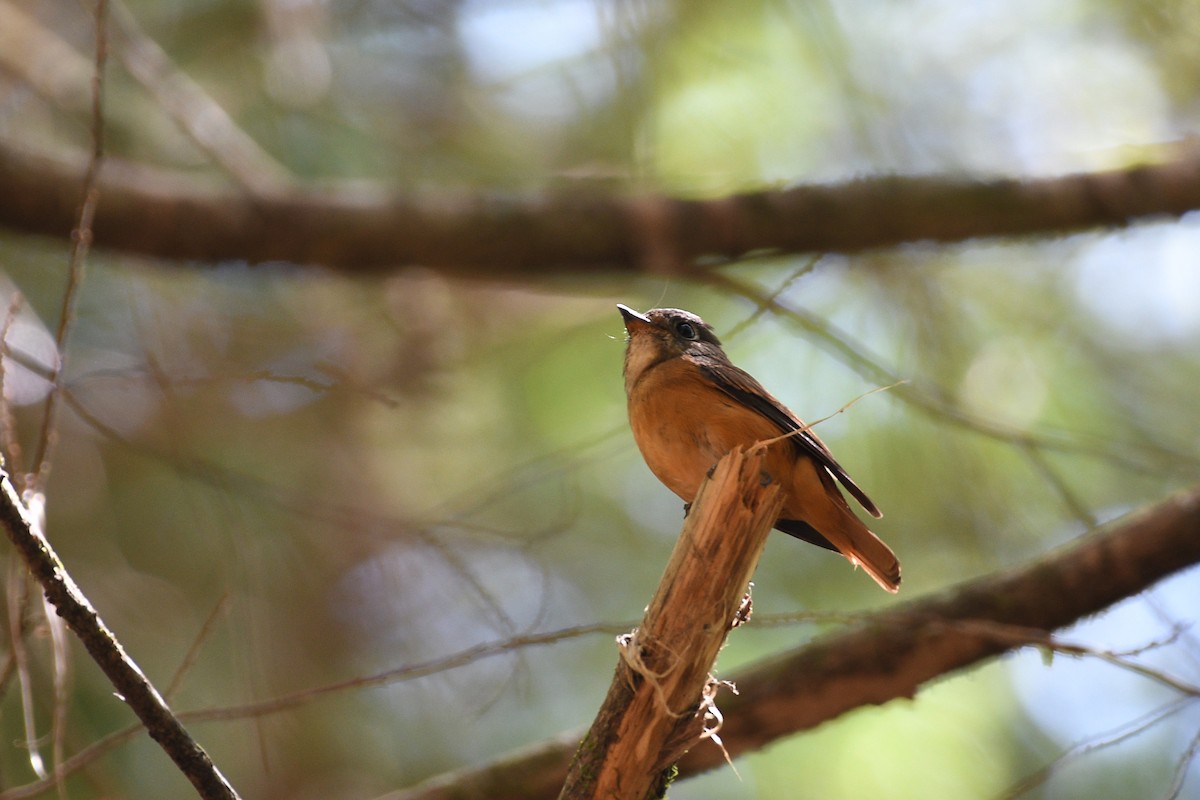 Ferruginous Flycatcher - ML593381861