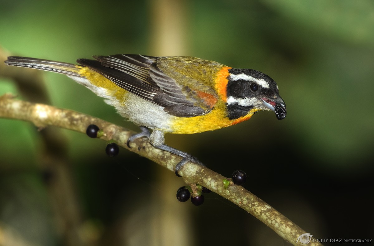 Puerto Rican Spindalis - Benny Diaz