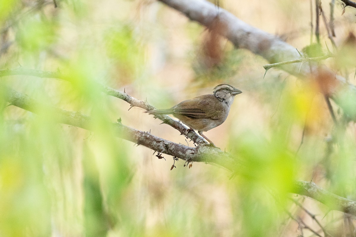 Tocuyo Sparrow - ML593384471