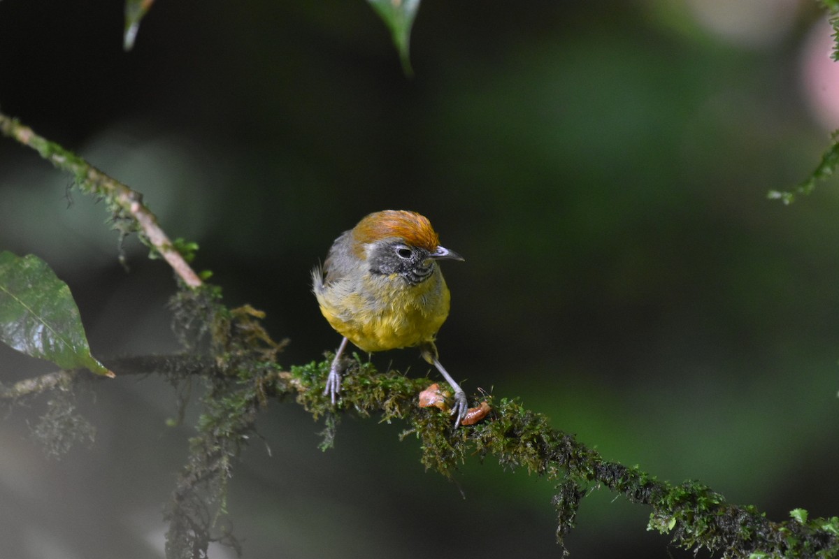 Chestnut-tailed Minla - ML593385581