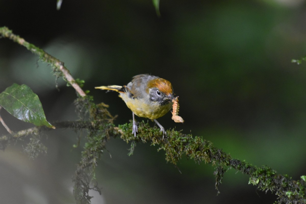 Chestnut-tailed Minla - Dan Pagotto