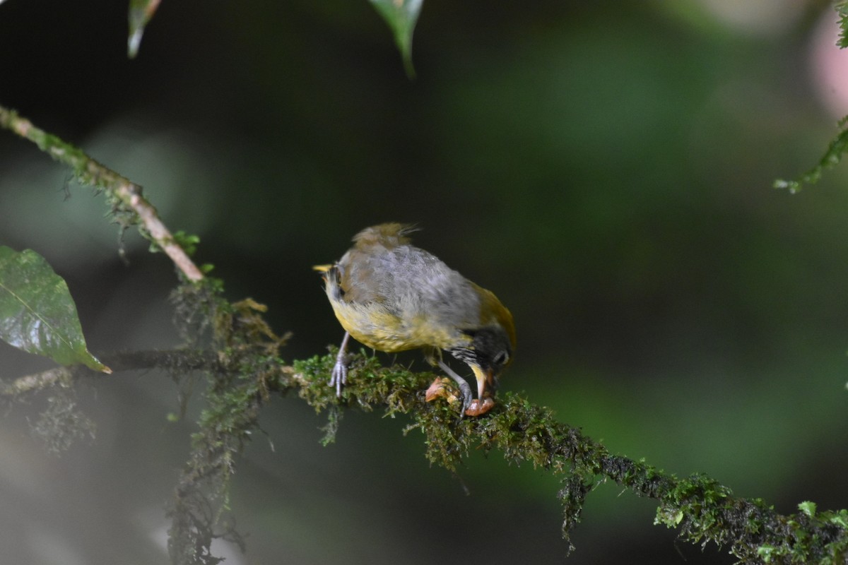 Chestnut-tailed Minla - ML593385621