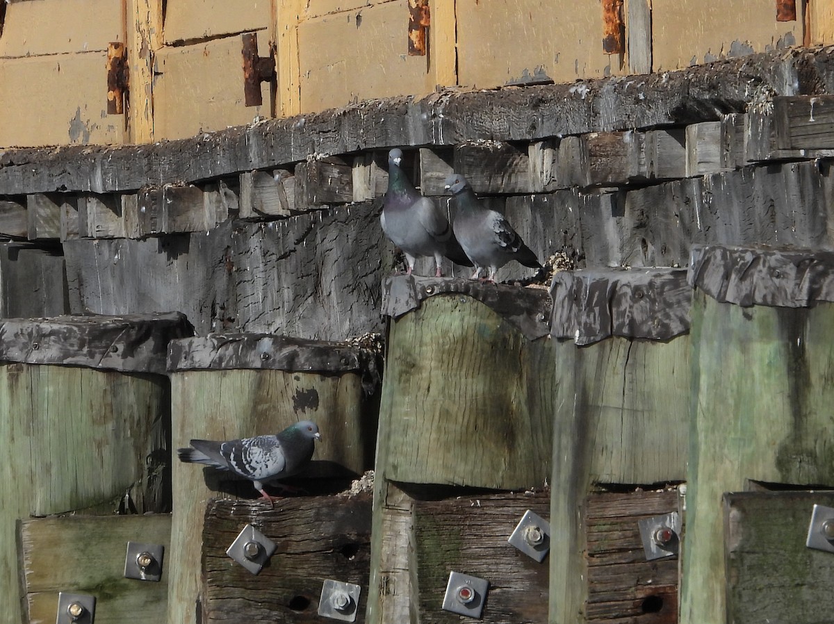 Rock Pigeon (Feral Pigeon) - ML593386131