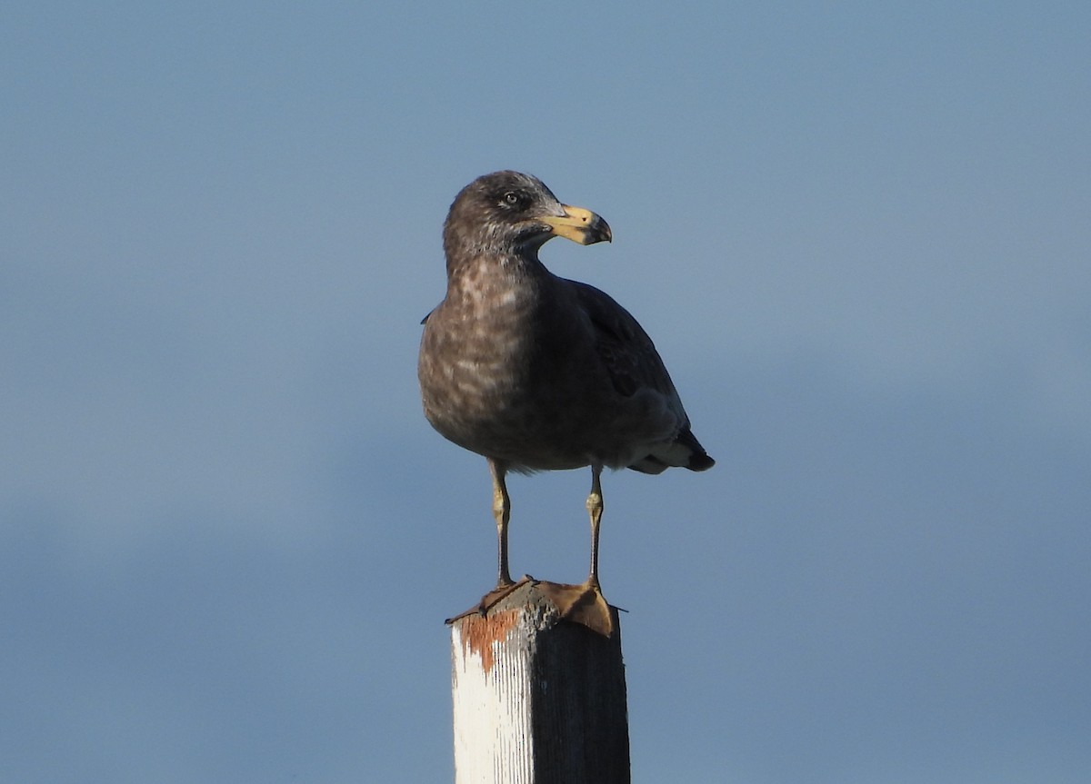 Pacific Gull - ML593386151