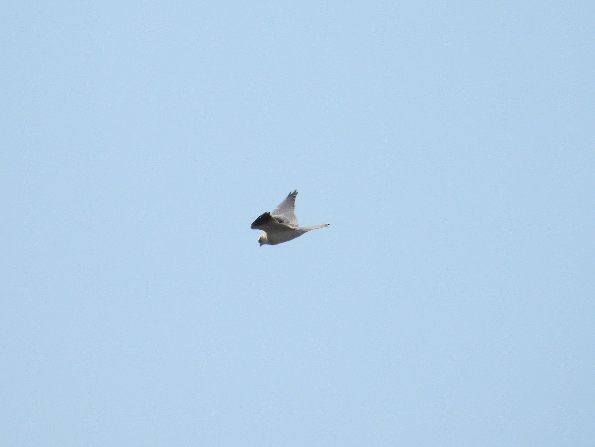 Black-shouldered Kite - Joanne Thompson