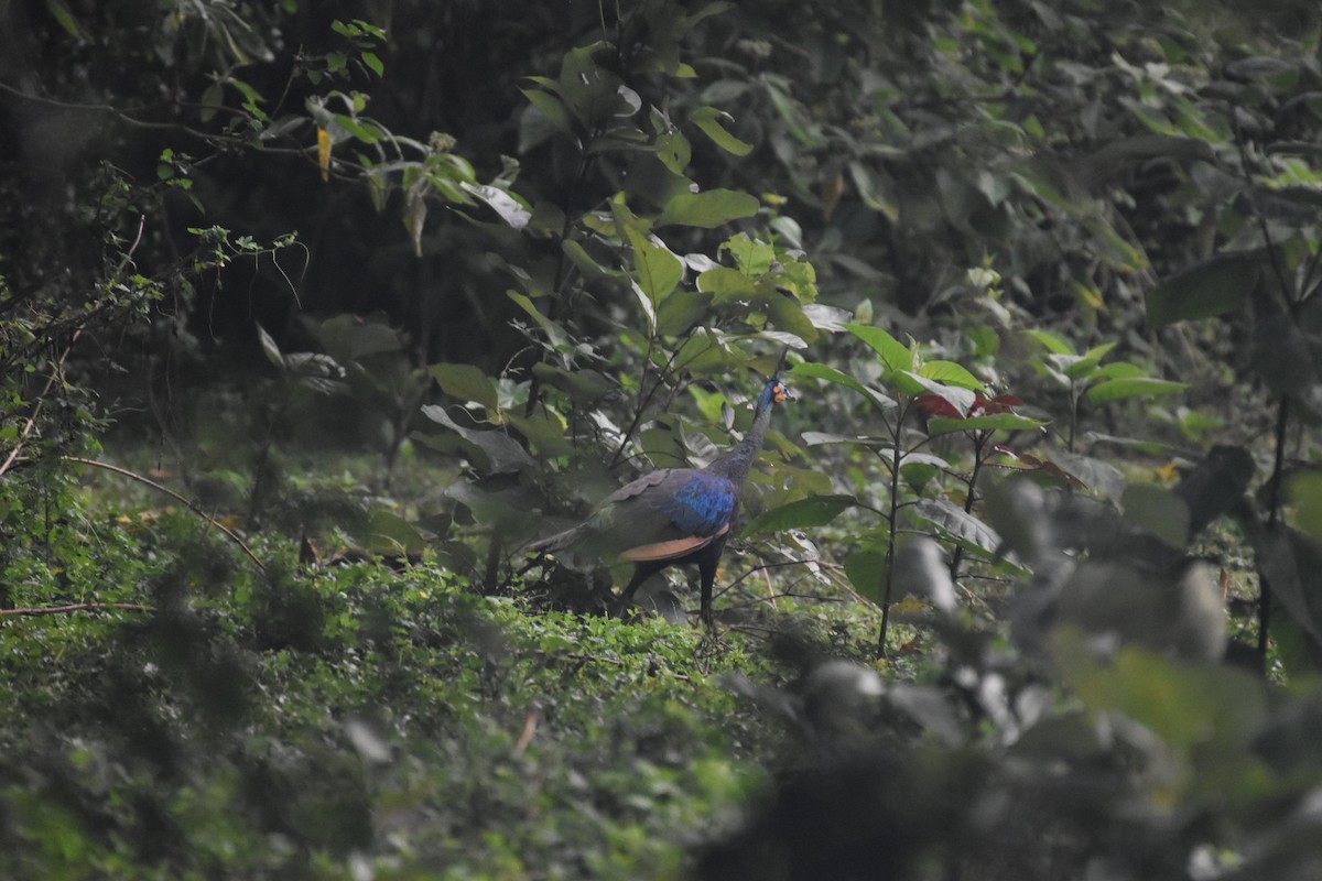 Green Peafowl - ML593386221