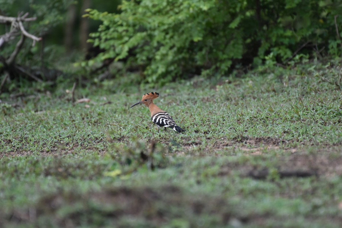 Eurasian Hoopoe - ML593386291