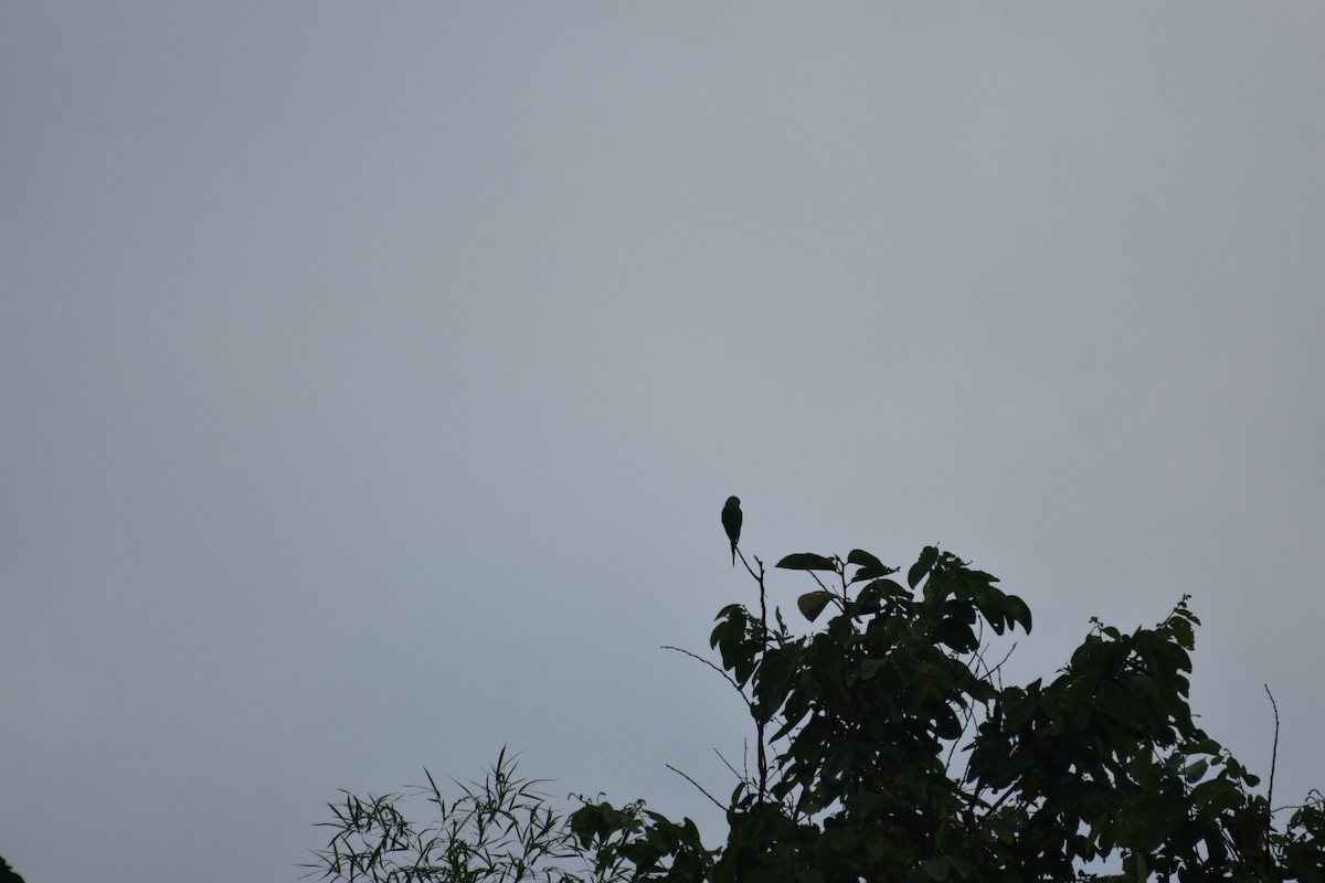 Blossom-headed Parakeet - ML593386331