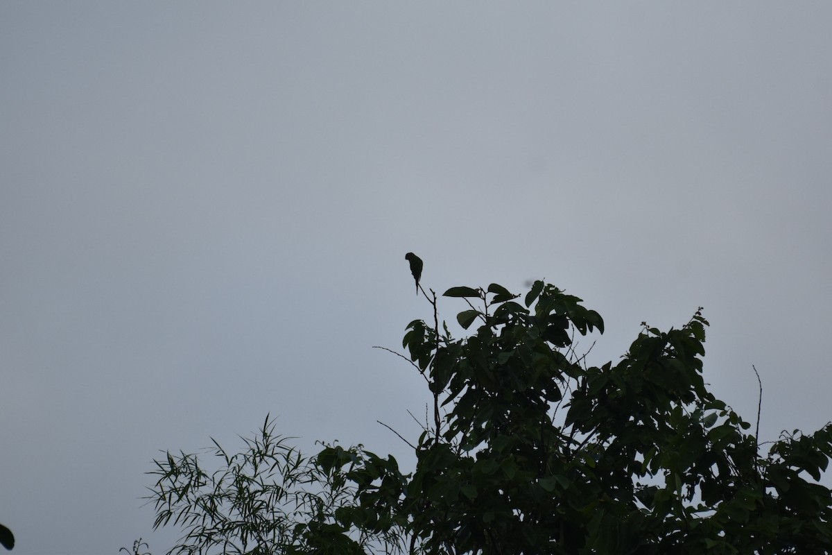 Blossom-headed Parakeet - ML593386341