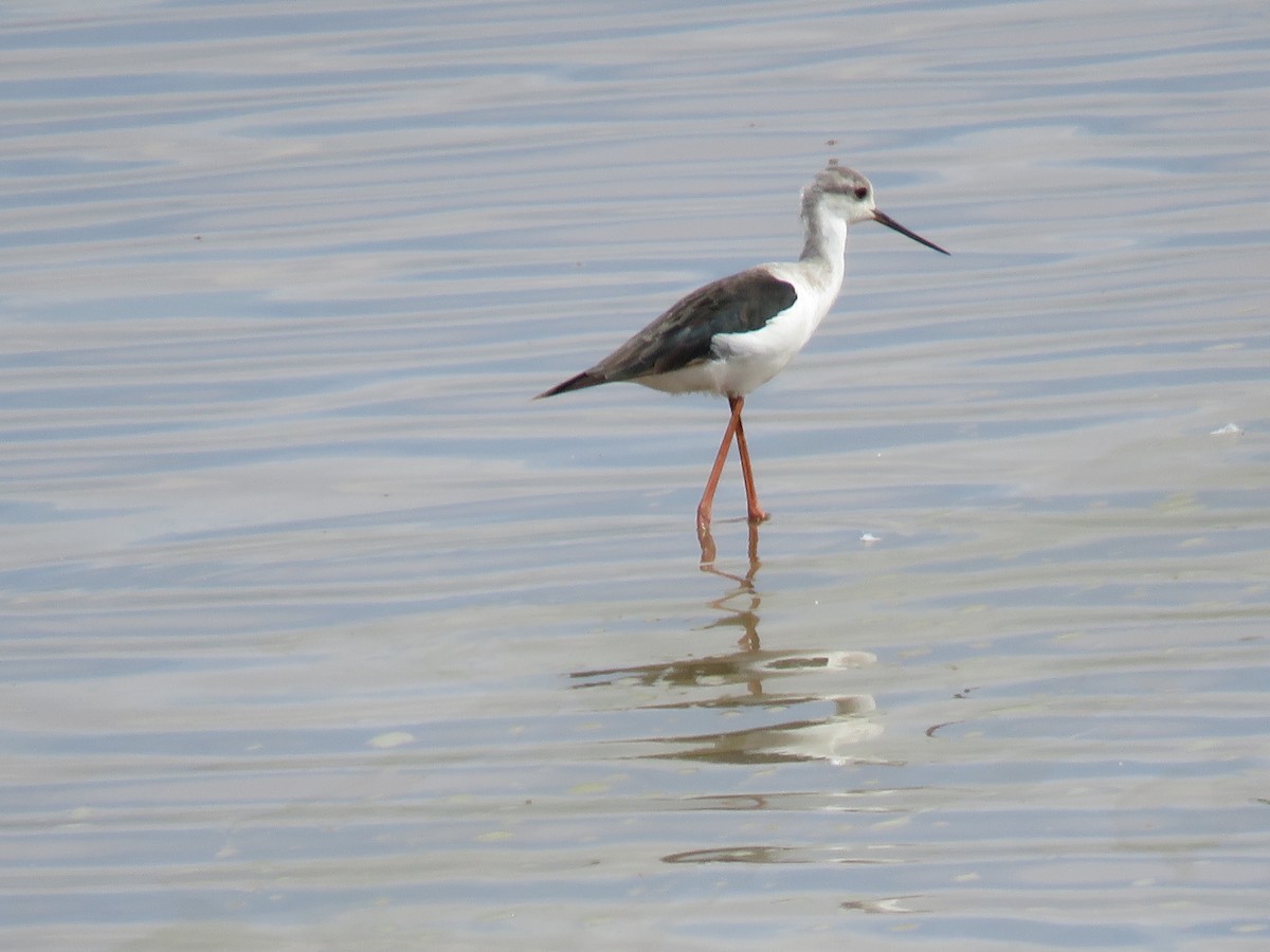 Black-winged Stilt - ML593386661