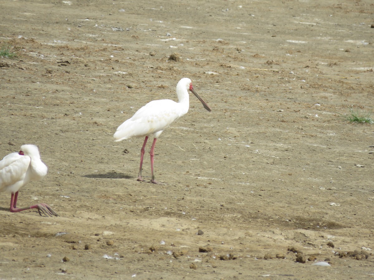 African Spoonbill - ML593386791