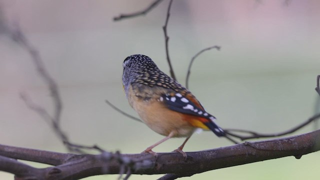 Fleckenpanthervogel - ML593387141