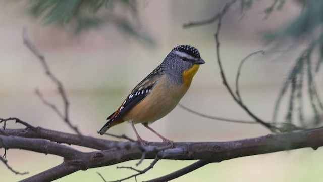 Pardalote pointillé - ML593387201