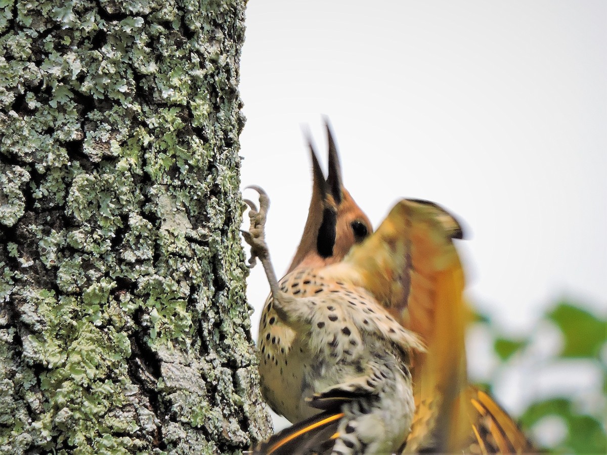 Northern Flicker - ML59338791