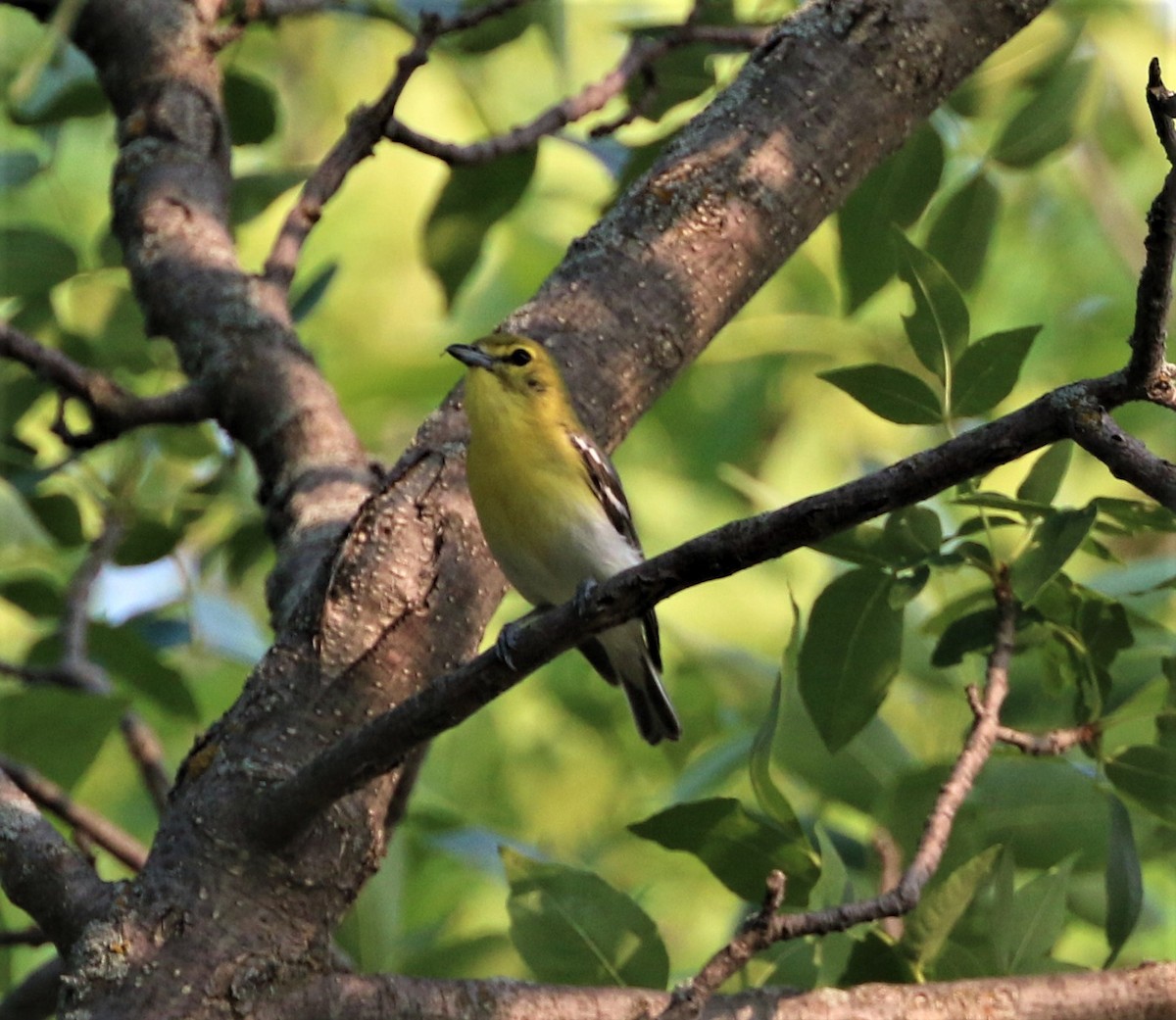 Yellow-throated Vireo - Don Weidl