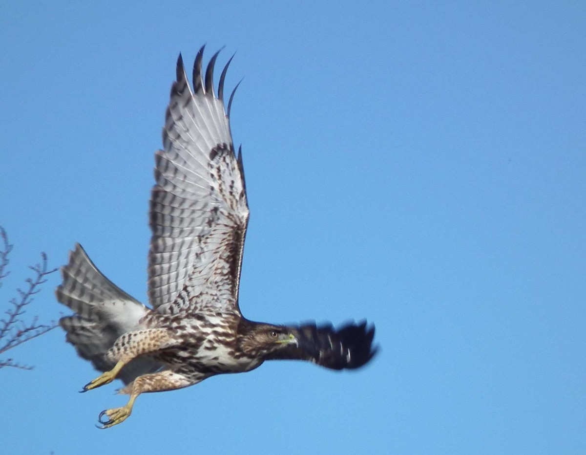 Rufous-tailed Hawk - ML59338871