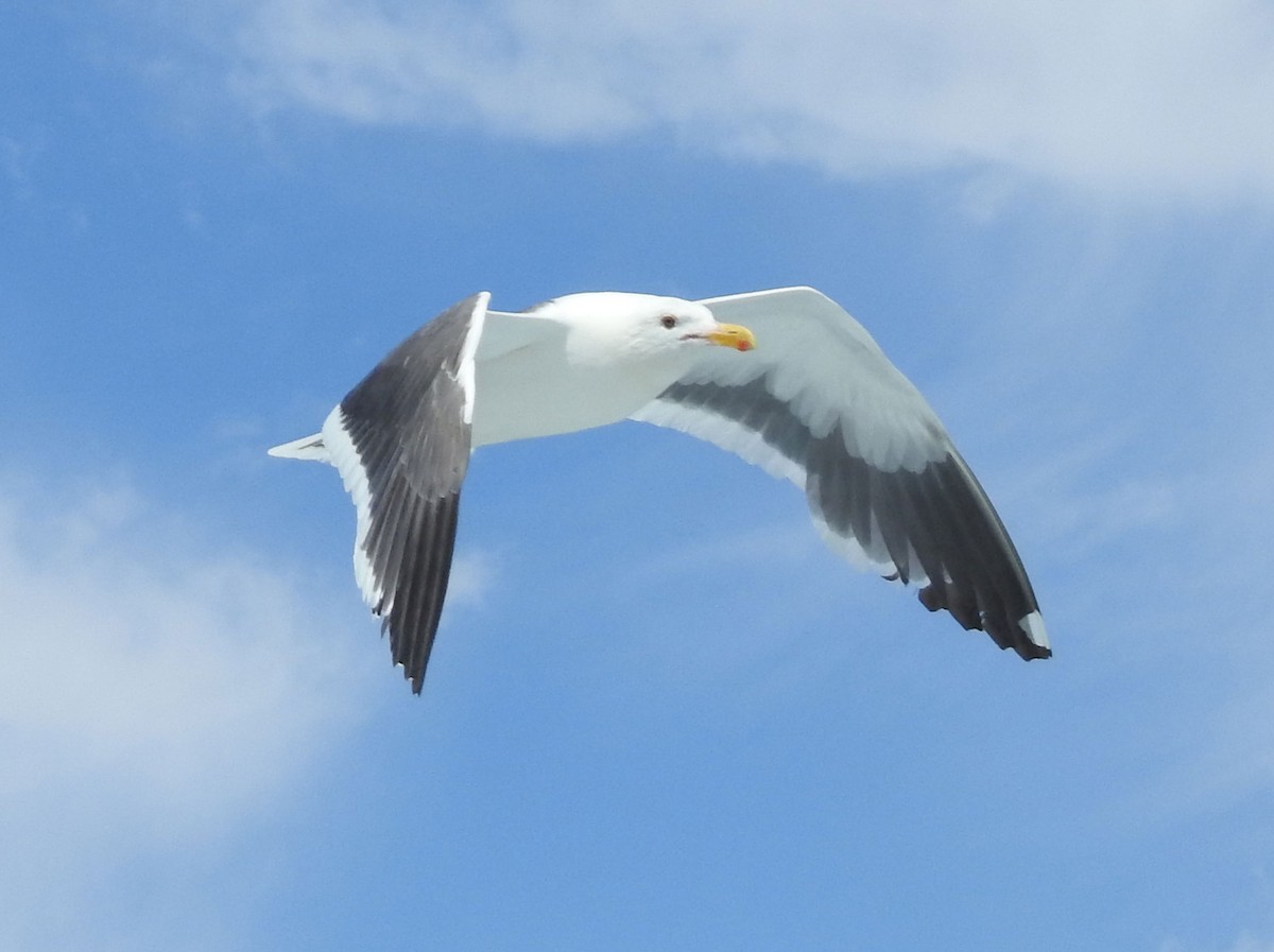 Western Gull - ML593388731