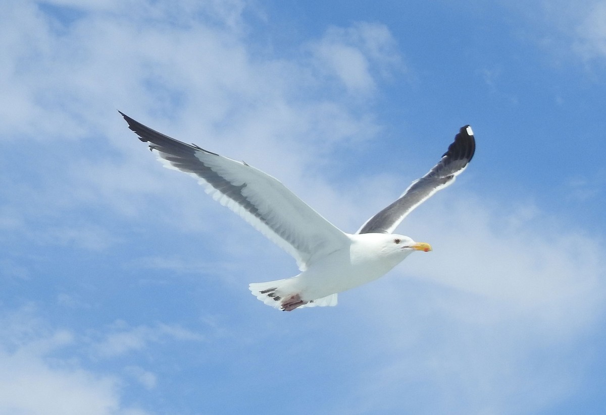 Western Gull - ML593388741