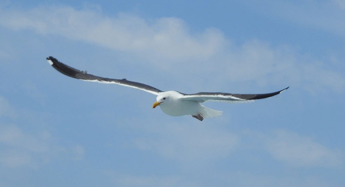 Western Gull - ML593388751