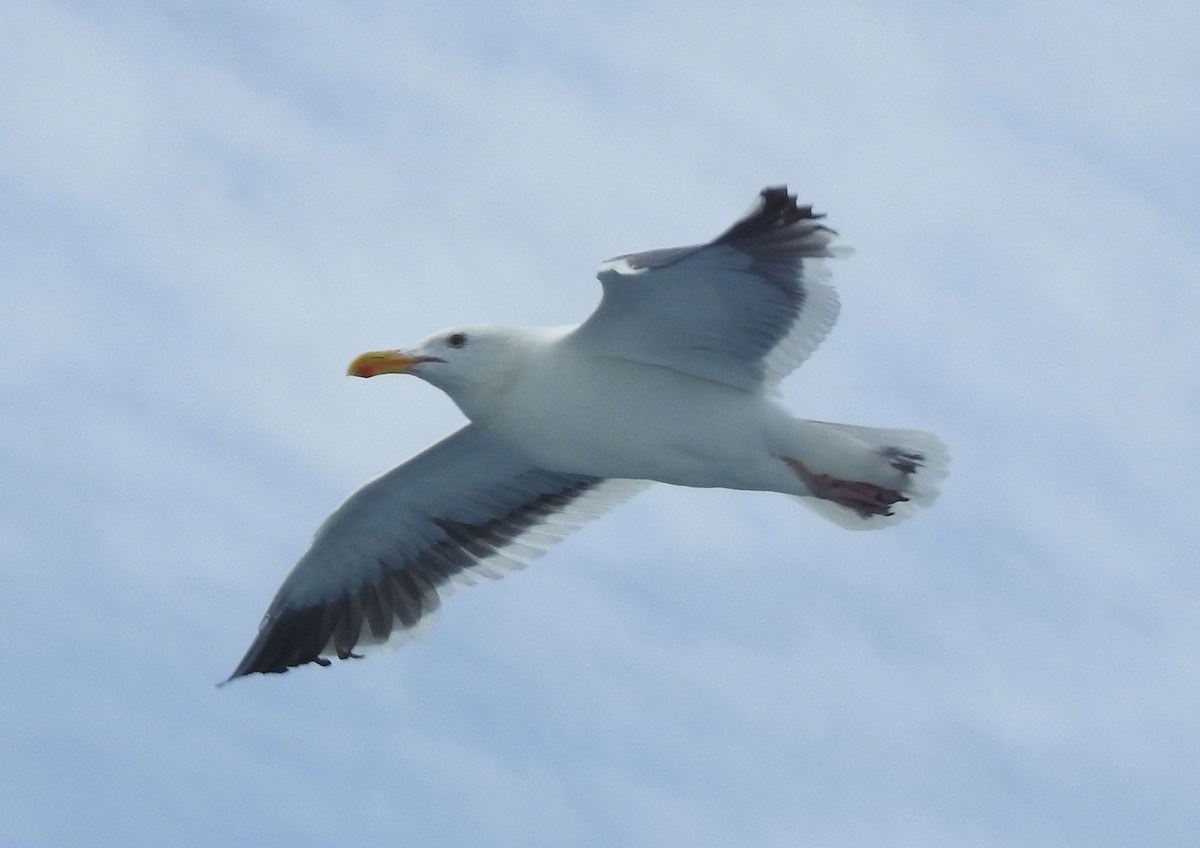 Western Gull - ML593388771