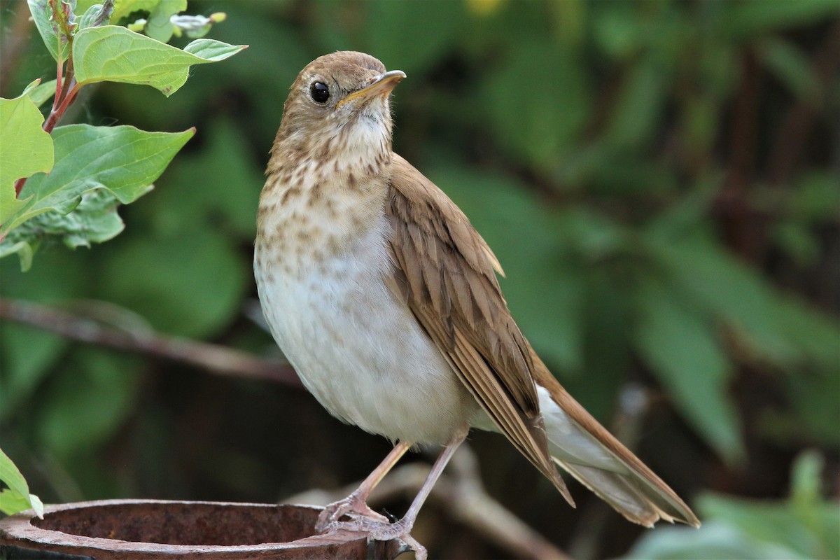 Veery - Don Weidl