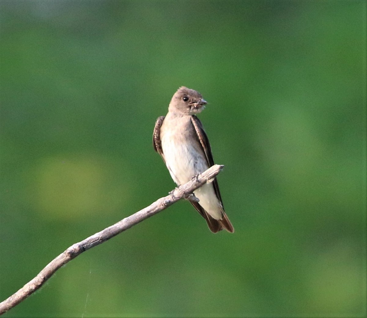 Northern Rough-winged Swallow - Don Weidl