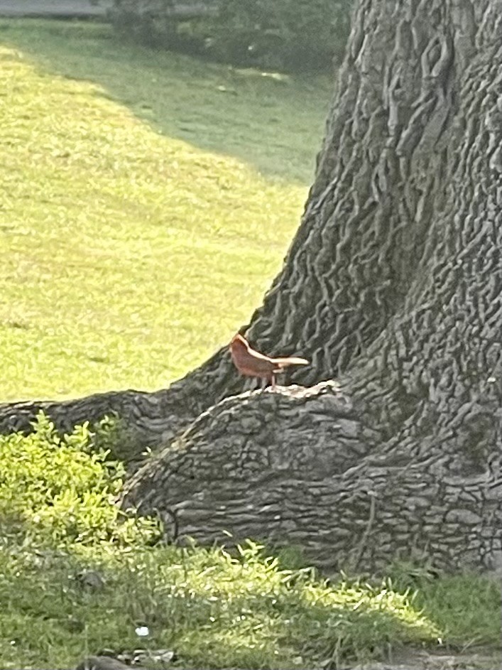 Kırmızı Kardinal - ML593389861