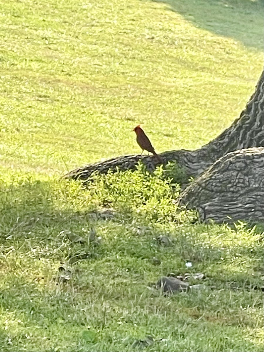 Kırmızı Kardinal - ML593389871