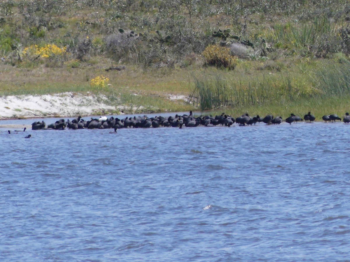 tanımsız Fulica sp. - ML593389891