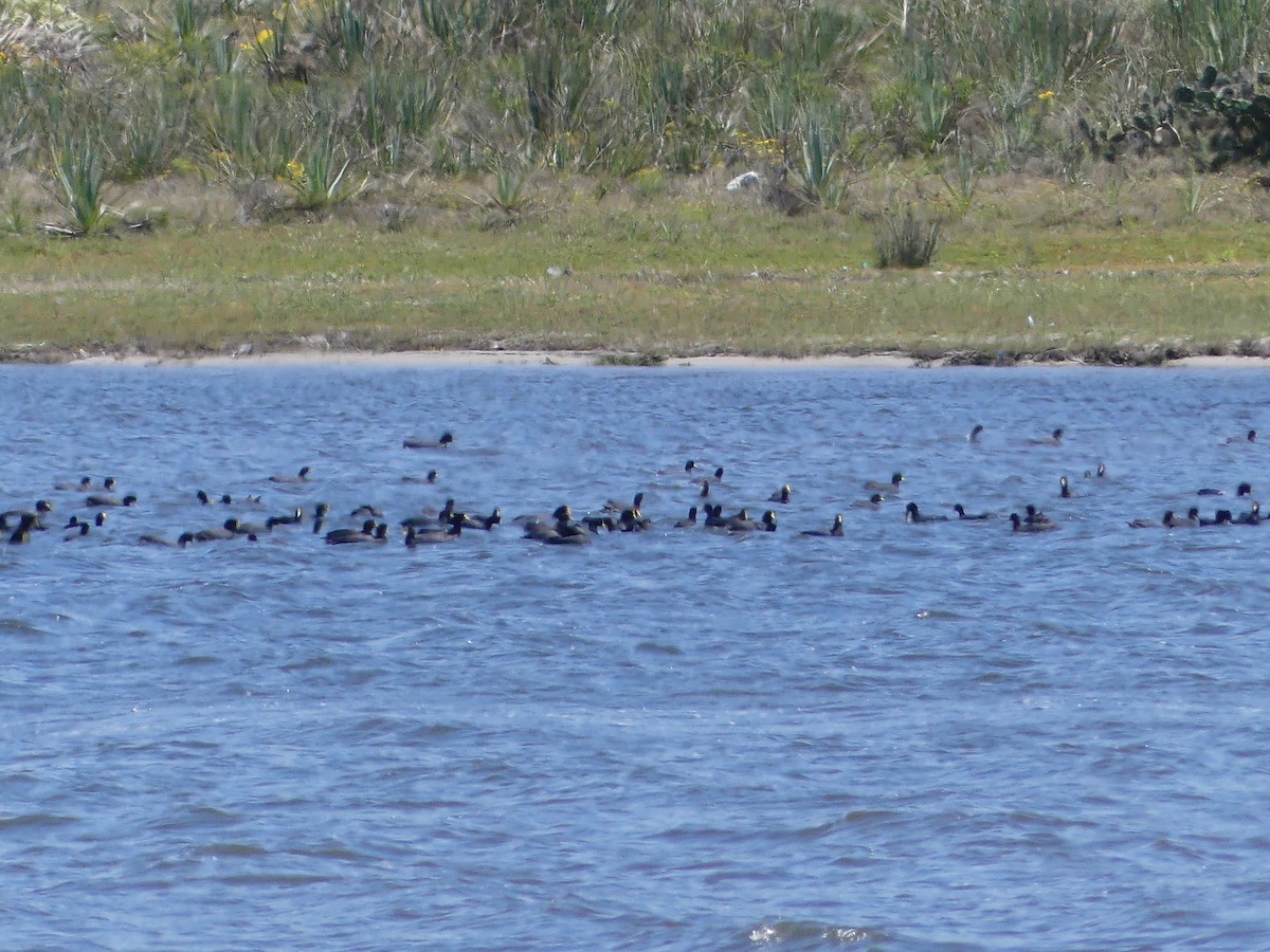 Fulica sp. - ML593390011