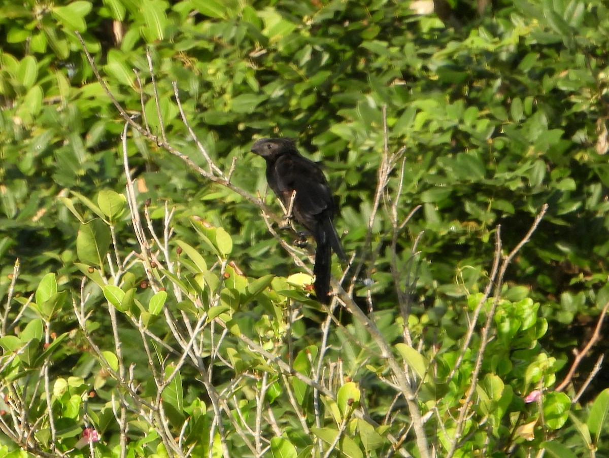 Smooth-billed Ani - ML593392361