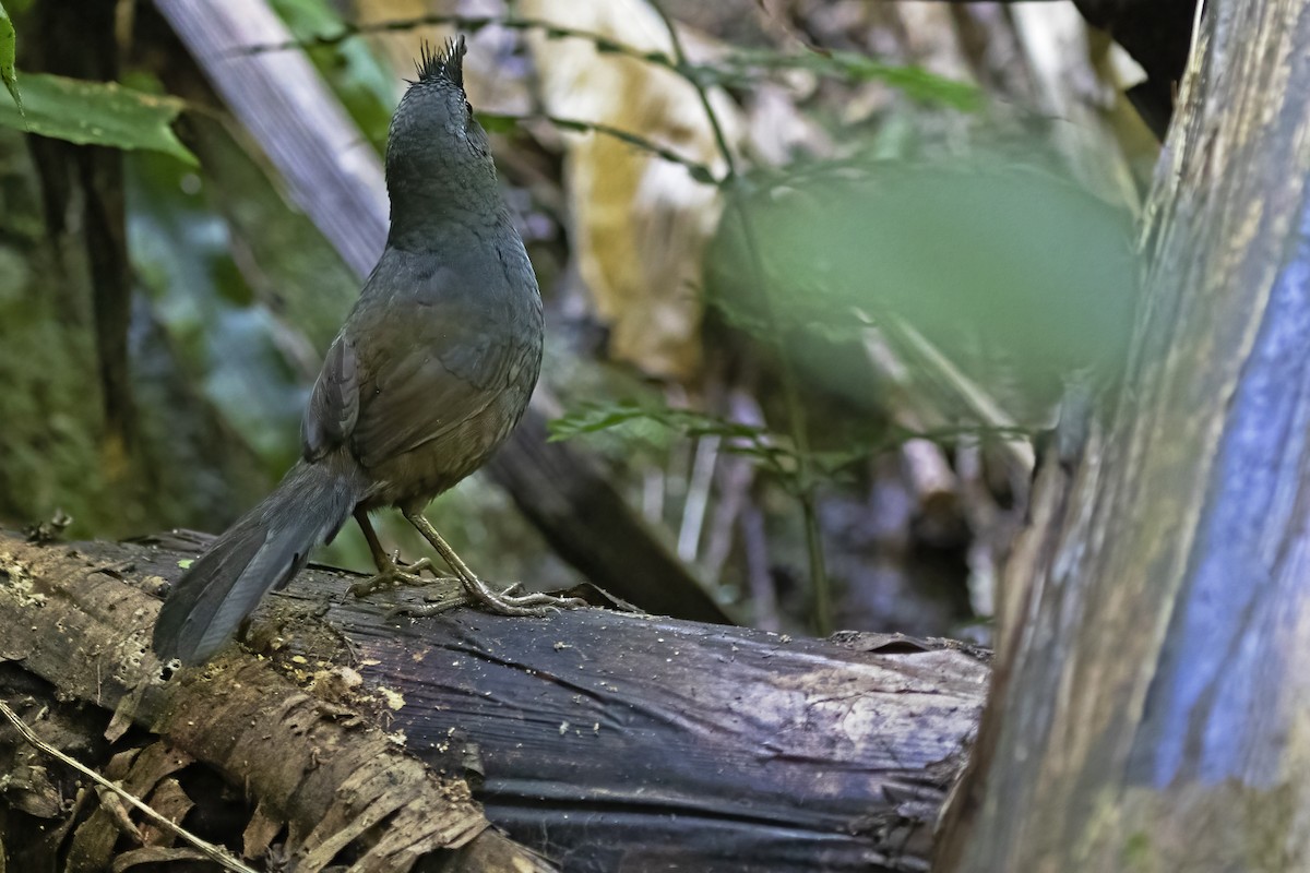 Slaty Bristlefront - Leonildo Piovesan