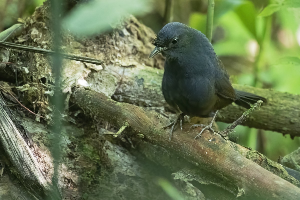 Slaty Bristlefront - Leonildo Piovesan