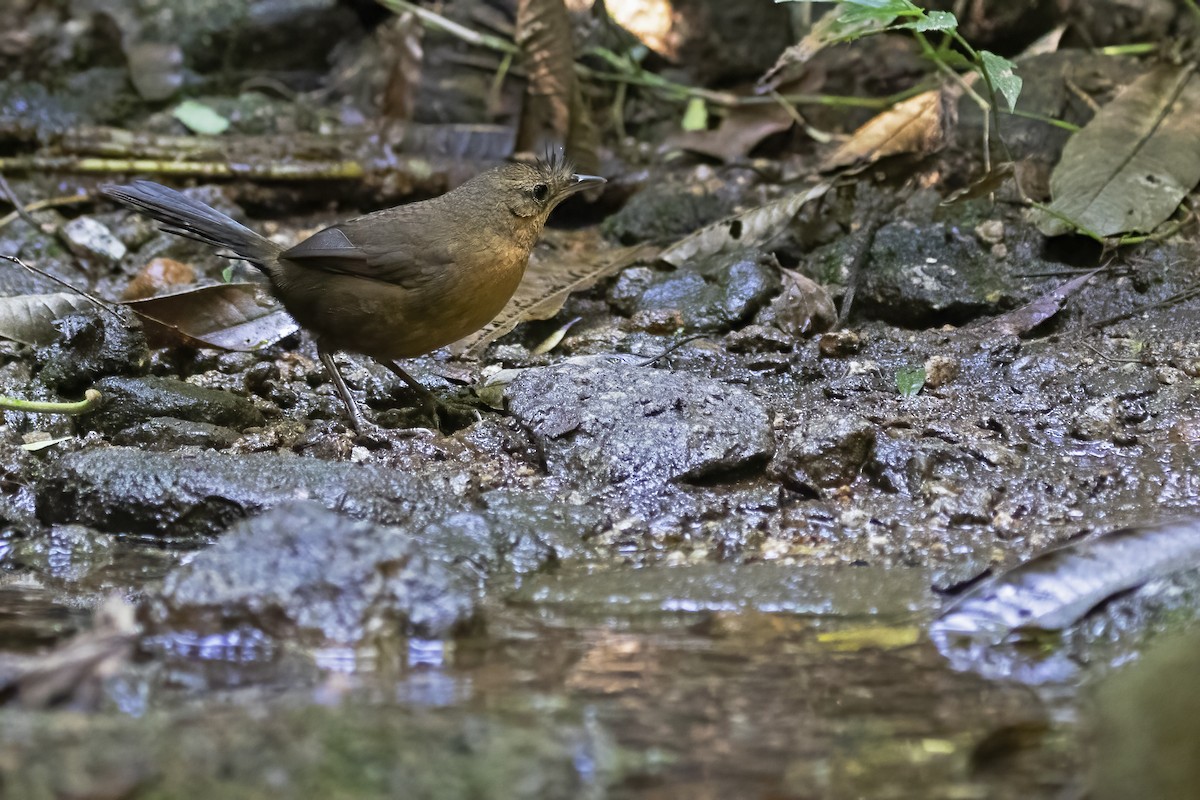 Slaty Bristlefront - ML593392501