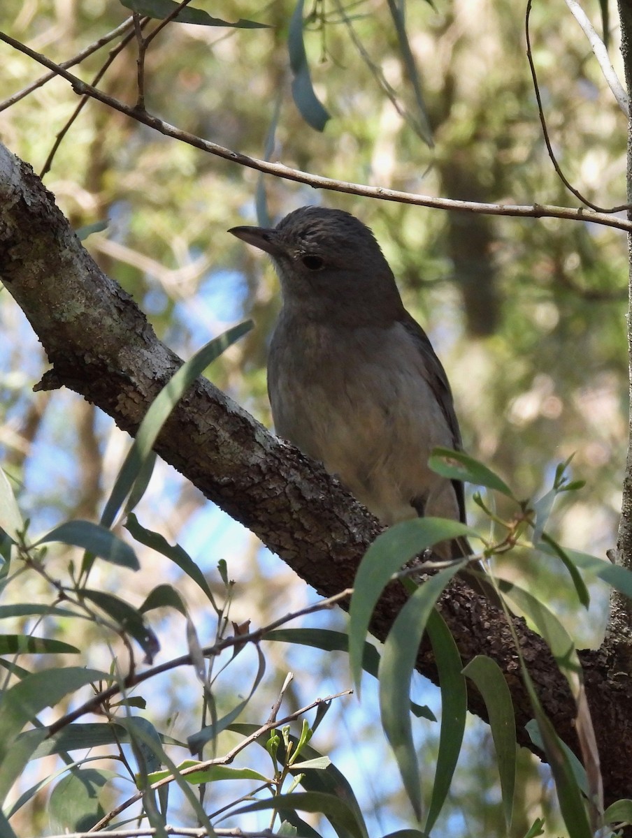 Gray Shrikethrush - ML593392831