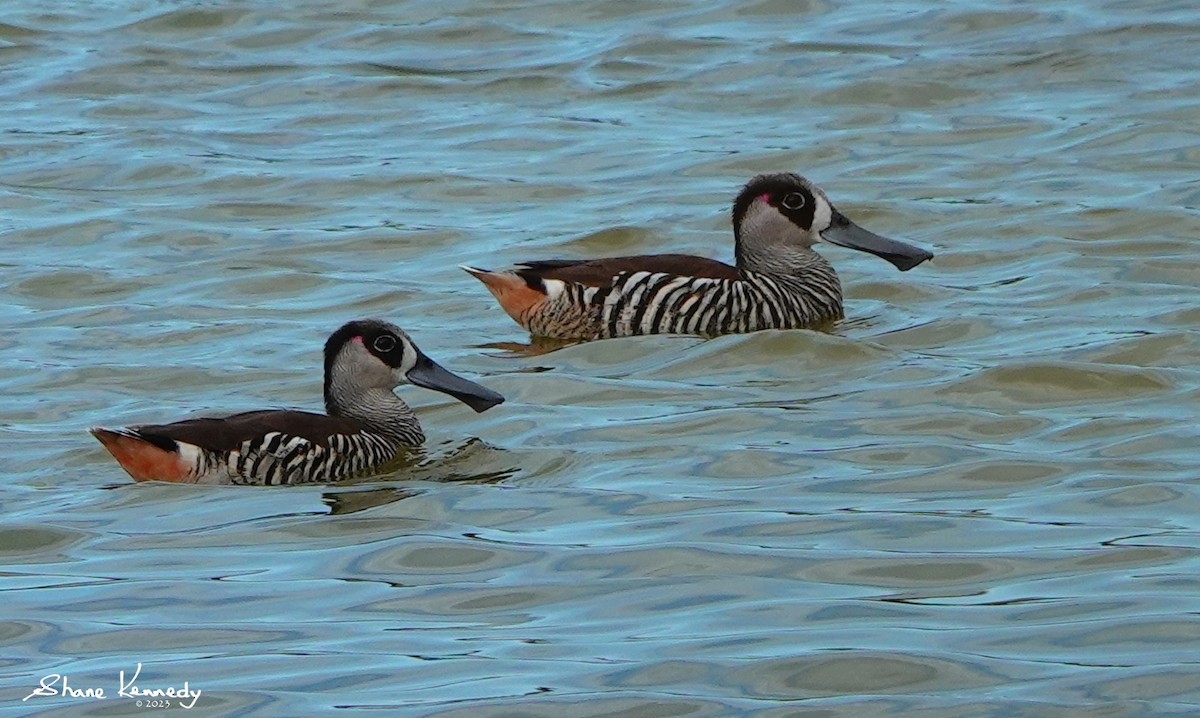 Pink-eared Duck - ML593392851