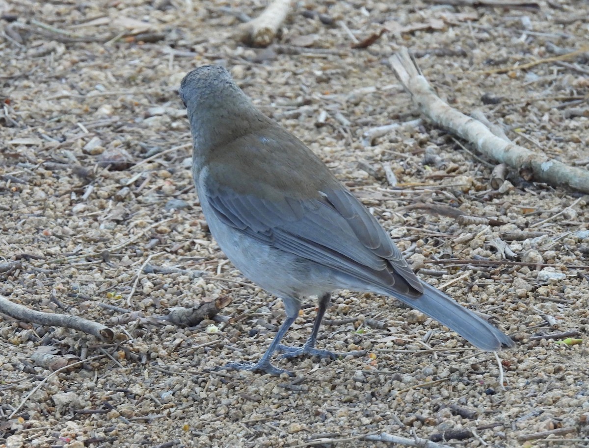 Gray Shrikethrush - ML593392911