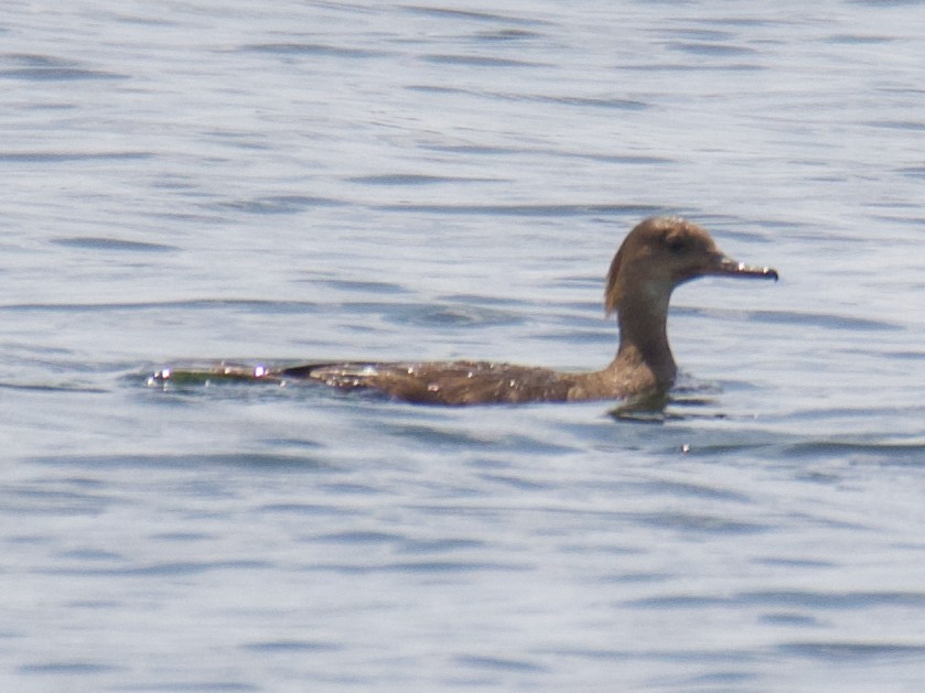 Hooded Merganser - ML593393481