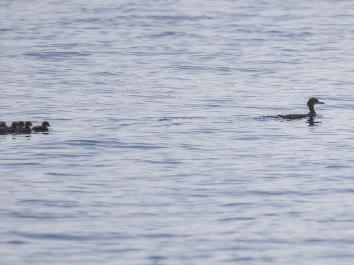 Hooded Merganser - ML593393491