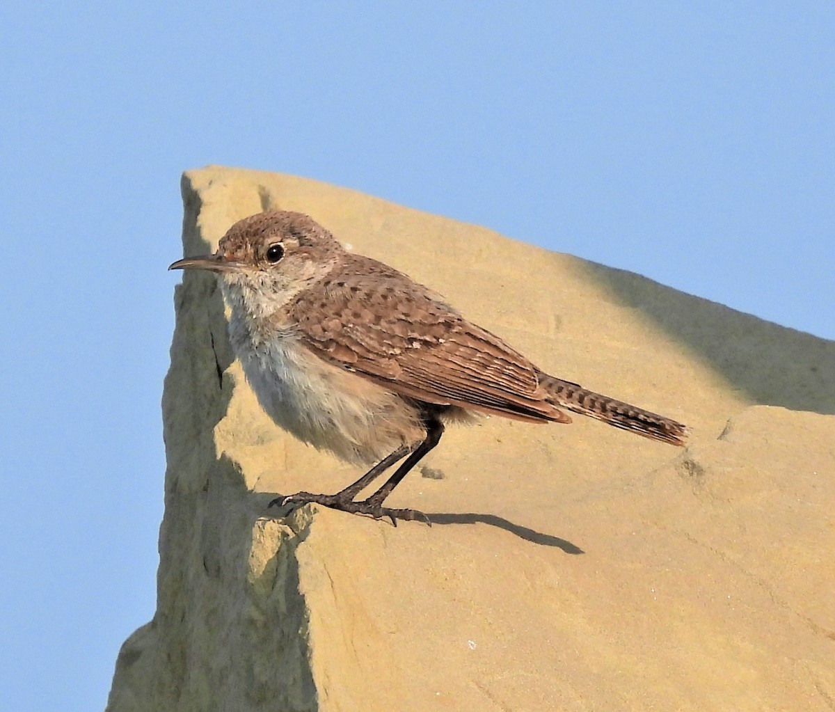 Rock Wren - Jan Thom