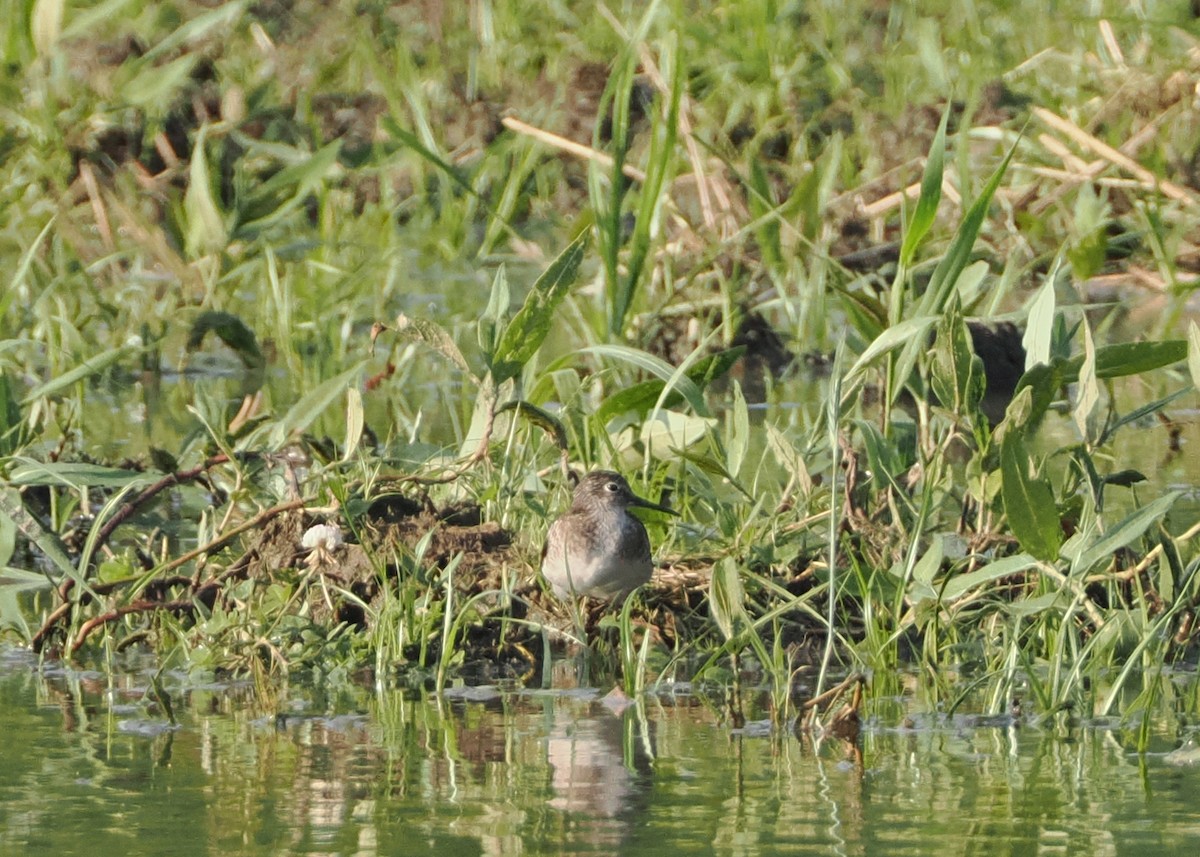 Solitary Sandpiper - ML593393971