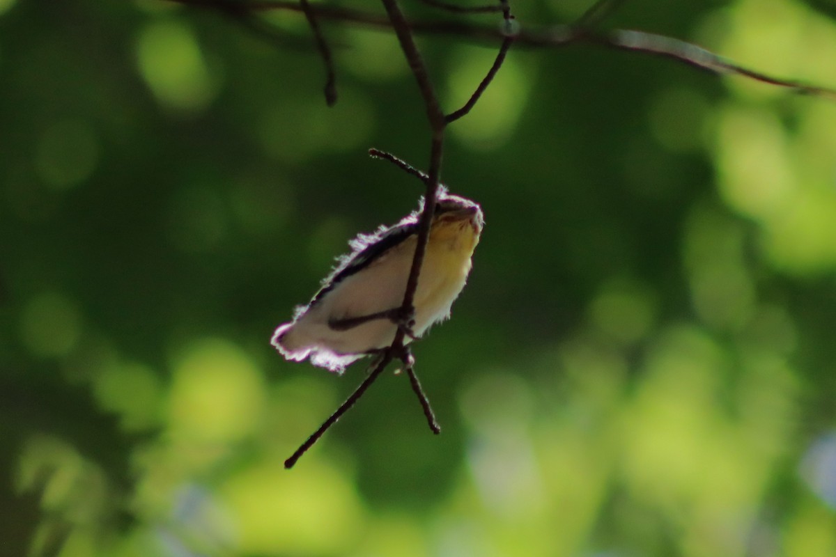 Yellow-throated Vireo - ML593394081