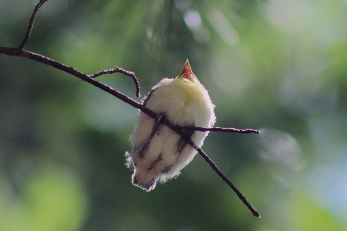 Yellow-throated Vireo - ML593394091