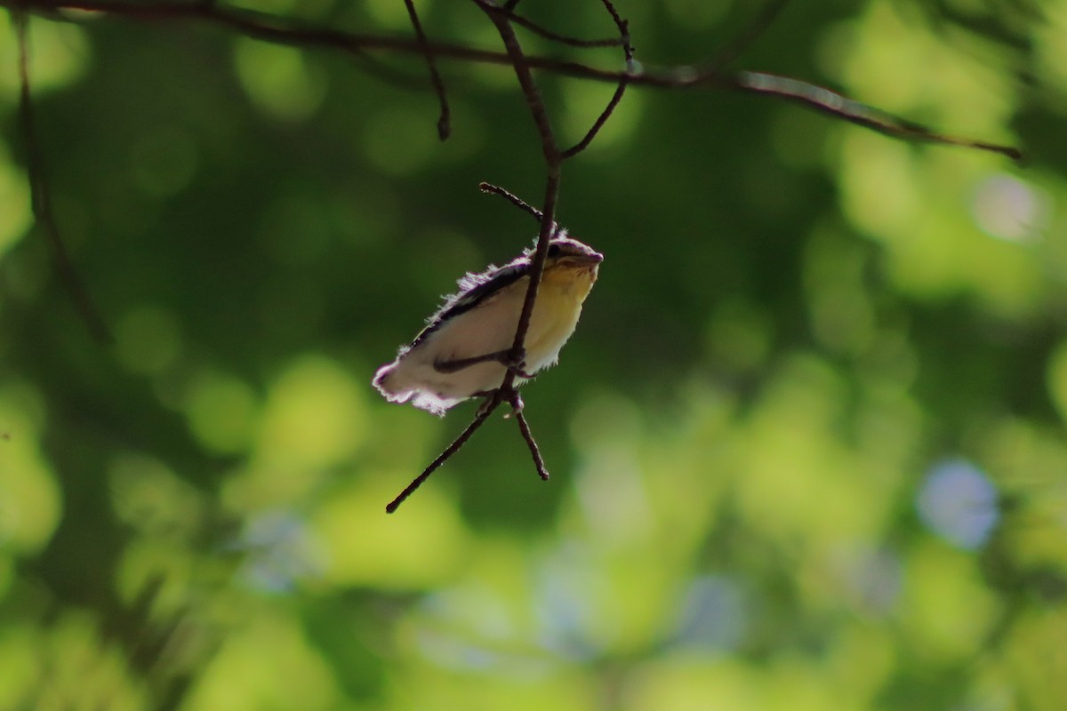 Yellow-throated Vireo - ML593394101