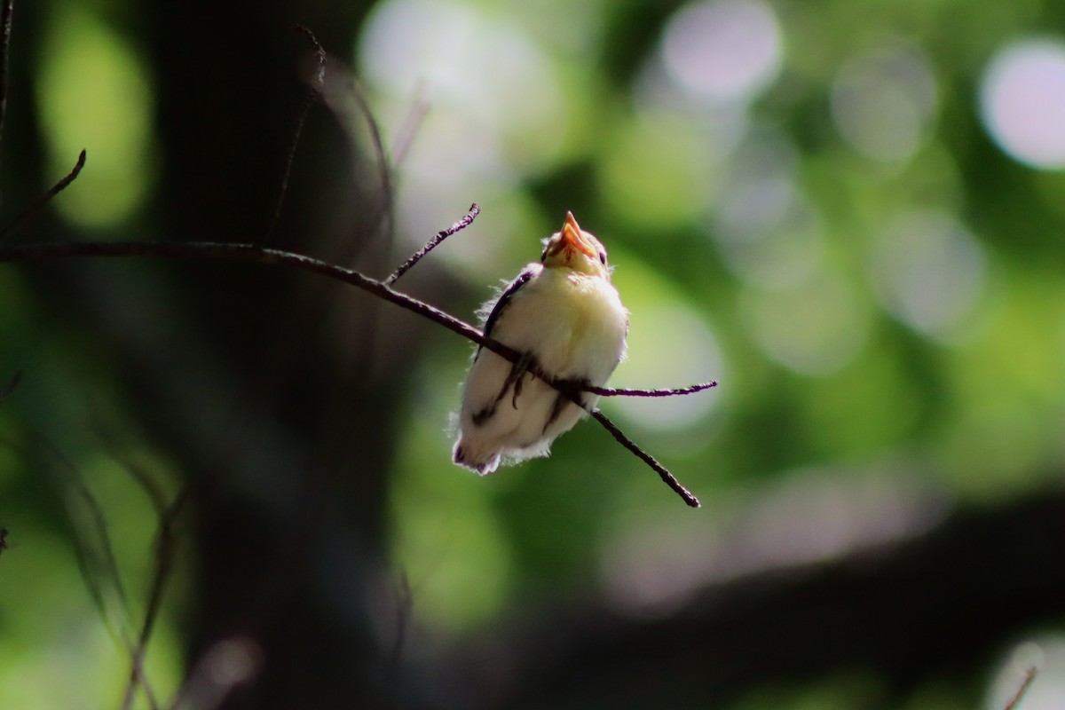 Yellow-throated Vireo - ML593394111