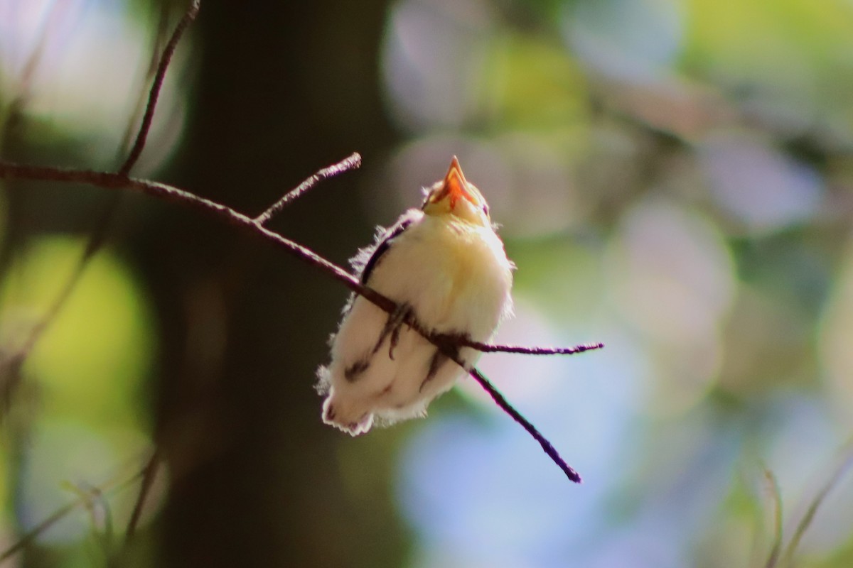 Yellow-throated Vireo - ML593394121