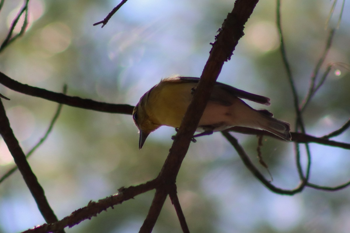 Yellow-throated Vireo - ML593394131